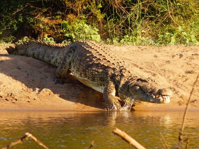 crocodile on body of water during daytime