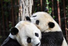 two pandas hugging in front of tree during day