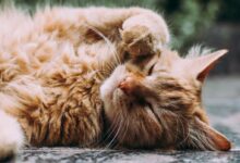 orange Persian cat sleeping