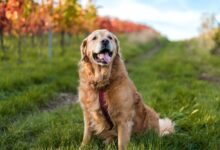 golden retriever running on green grass field during daytime