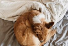 brown and white short coated medium sized dog lying on white bed