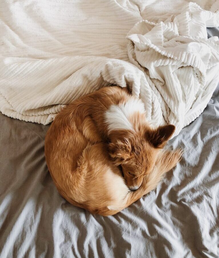 brown and white short coated medium sized dog lying on white bed