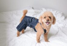 short-coated tan dog wearing denim pants standing on bed