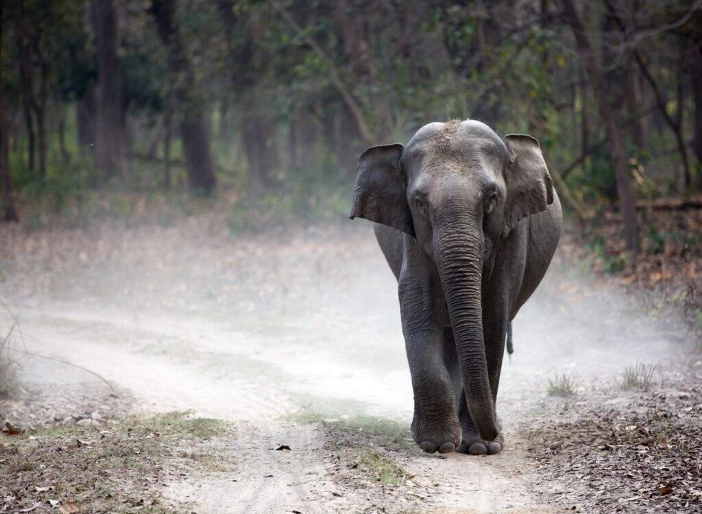 gray elephant cub walking alone on pathway creating dust