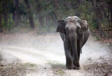 gray elephant cub walking alone on pathway creating dust