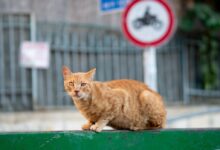 orange tabby cat on green wooden table