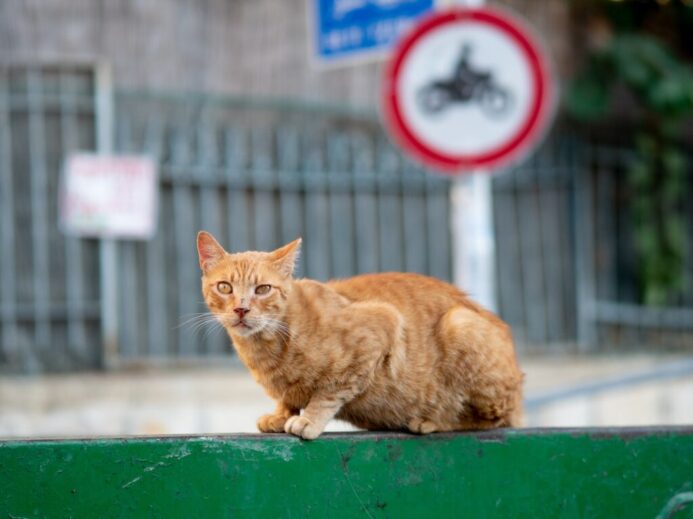orange tabby cat on green wooden table