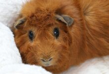 brown animal on white snow