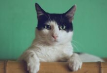 black and white cat lying on brown bamboo chair inside room