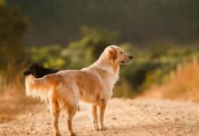 golden retriever walking on brown sand during daytime