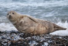 sea lion on rocky shore during daytime