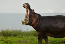 black hippopotamus