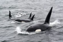 black and white whale on water during daytime