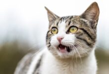 shallow focus photo of white and gray cat