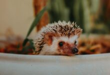white hedgehog on white ceramic container