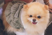 brown pomeranian puppy on white and black pillow