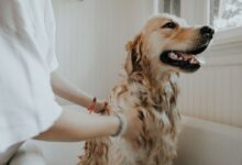 adult golden retriever taking a bath