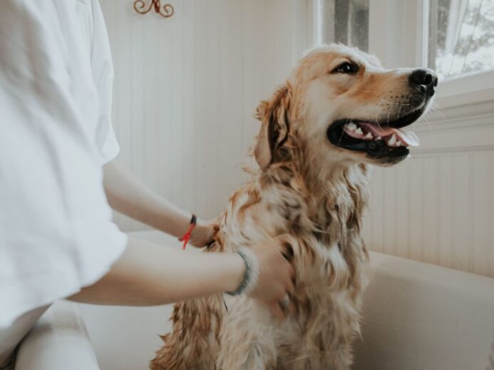 adult golden retriever taking a bath