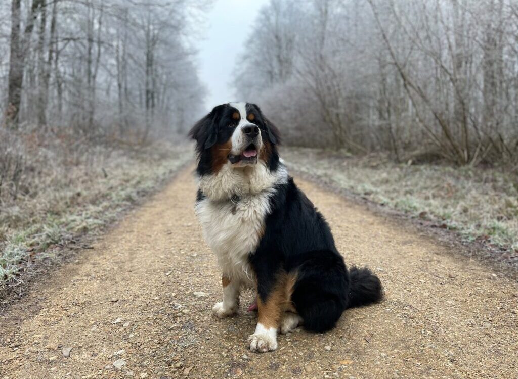 black white and brown long coated dog on brown dirt road during daytime