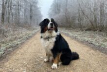 black white and brown long coated dog on brown dirt road during daytime