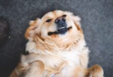 adult cream golden retriever laying on floor