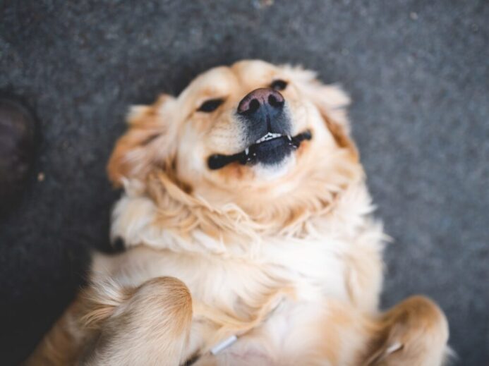 adult cream golden retriever laying on floor