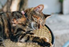 selective focus of sleeping cat on chair