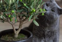 russian blue cat on black pot