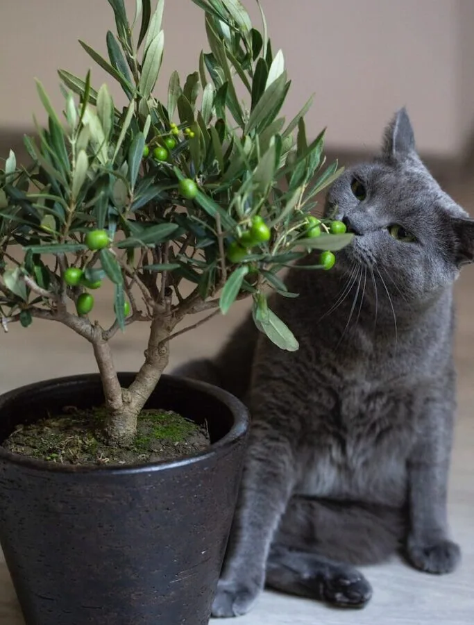 russian blue cat on black pot