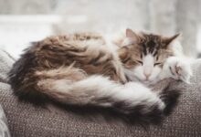 brown and white cat lying on gray textile