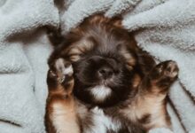German shepherd puppy sleeping
