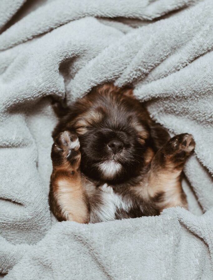 German shepherd puppy sleeping