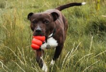 brown and white short coated dog on green grass field during daytime
