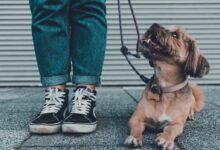 brown short coated dog wearing blue denim jeans and black and white converse all star high