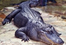 black crocodile on water during daytime