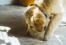 close photo of long-coated beige dog sniffing the floor