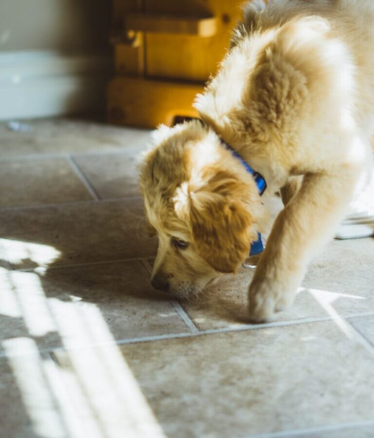 close photo of long-coated beige dog sniffing the floor