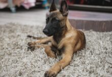 brown and black german shepherd lying on white and gray area rug