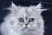 white and gray long fur cat