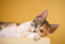 calico kitten lying on white textile