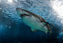 great white shark