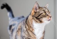 brown tabby cat on blue textile