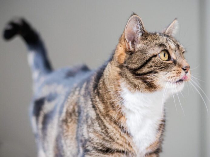 brown tabby cat on blue textile
