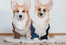 white and brown corgi on white floor tiles