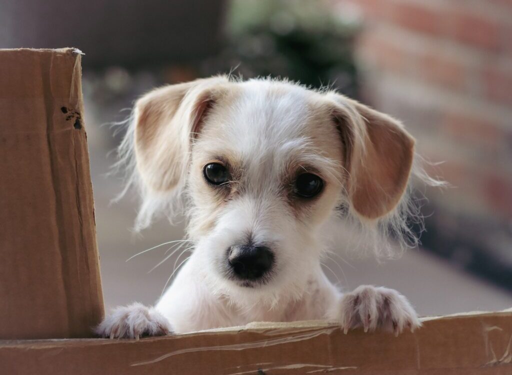 white and brown short coated puppy on brown wooden box