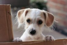 white and brown short coated puppy on brown wooden box