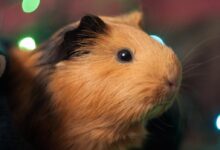 brown and white guinea pig