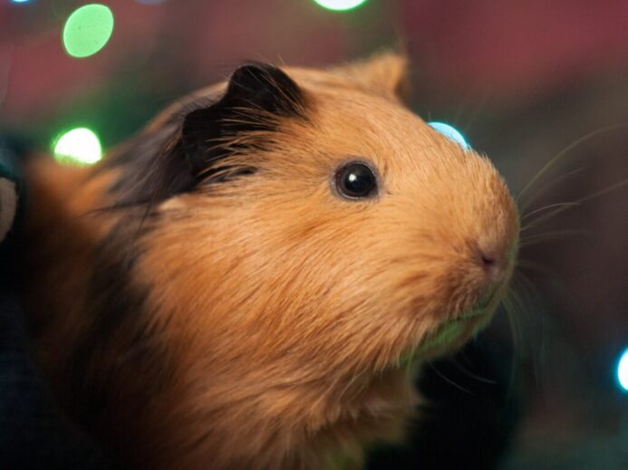 brown and white guinea pig