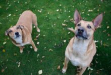 two brown dog standing on green grass