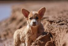 selective focus of long-coated brown and white dog on sand during daytime